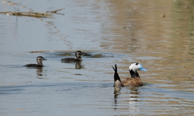 <i class='fa fa-user'></i>&nbsp;josephine&nbsp;|   Witkopeend&nbsp; <i class='fa fa-eye'>&nbsp;311</i> &nbsp; <i class='fa fa-comment-o'>&nbsp;5</i>