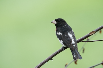 <i class='fa fa-user'></i>&nbsp;jan Luit&nbsp;|   Roodborstkardinaal&nbsp; <i class='fa fa-eye'>&nbsp;274</i> &nbsp; <i class='fa fa-comment-o'>&nbsp;3</i>