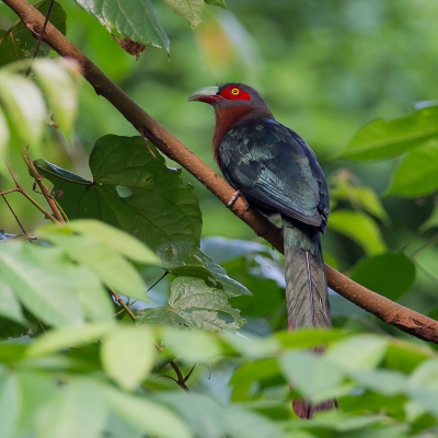 <i class='fa fa-user'></i>&nbsp;Paul van Giersbergen&nbsp;|   Roestbuikmalkoha&nbsp; <i class='fa fa-eye'>&nbsp;184</i> &nbsp; <i class='fa fa-comment-o'>&nbsp;2</i>
