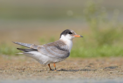 <i class='fa fa-user'></i>&nbsp;Henk Laverman&nbsp;|   Visdief&nbsp; <i class='fa fa-eye'>&nbsp;303</i> &nbsp;<i class='fa fa-thumbs-up'>&nbsp;1</i> &nbsp; <i class='fa fa-comment-o'>&nbsp;3</i>