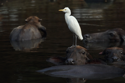 <i class='fa fa-user'></i>&nbsp;Martjan Lammertink&nbsp;|   Oostelijke Koereiger&nbsp; <i class='fa fa-eye'>&nbsp;351</i> &nbsp;<i class='fa fa-thumbs-up'>&nbsp;13</i> &nbsp; <i class='fa fa-comment-o'>&nbsp;9</i>