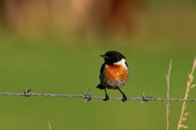 De roodborsttapuit zit graag in rommelhoekjes tussen de weilanden. Dit mannetje vloog continu langs het prikkeldraad op zoek naar insecten. Met de prachtige avondzon kon er (met veel geduld) een mooi plaatje van schieten.