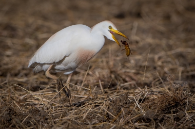 <i class='fa fa-user'></i>&nbsp;Hans Overduin&nbsp;|   Koereiger&nbsp; <i class='fa fa-eye'>&nbsp;271</i> &nbsp;<i class='fa fa-thumbs-up'>&nbsp;1</i> &nbsp; <i class='fa fa-comment-o'>&nbsp;3</i>