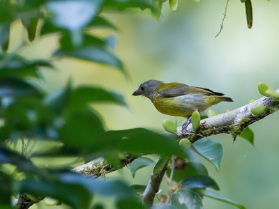 <i class='fa fa-user'></i>&nbsp;Paul van Giersbergen&nbsp;|   Zwartkophoningvogel&nbsp; <i class='fa fa-eye'>&nbsp;172</i> &nbsp; <i class='fa fa-comment-o'>&nbsp;1</i>