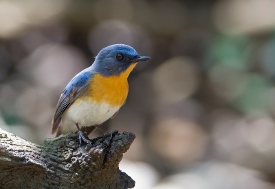 <i class='fa fa-user'></i>&nbsp;charlysax&nbsp;|   Tickells Niltava&nbsp; <i class='fa fa-eye'>&nbsp;219</i> &nbsp;<i class='fa fa-thumbs-up'>&nbsp;1</i> &nbsp; <i class='fa fa-comment-o'>&nbsp;2</i>