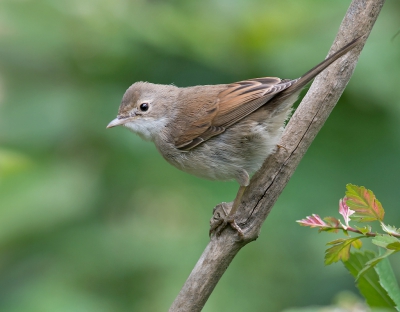 <i class='fa fa-user'></i>&nbsp;Hillebrand Keun&nbsp;|   Grasmus&nbsp; <i class='fa fa-eye'>&nbsp;255</i> &nbsp;<i class='fa fa-thumbs-up'>&nbsp;1</i> &nbsp; <i class='fa fa-comment-o'>&nbsp;3</i>