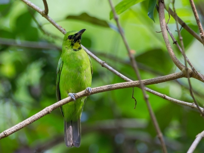 <i class='fa fa-user'></i>&nbsp;Paul van Giersbergen&nbsp;|   Diksnavelbladvogel&nbsp; <i class='fa fa-eye'>&nbsp;174</i> &nbsp; <i class='fa fa-comment-o'>&nbsp;1</i>