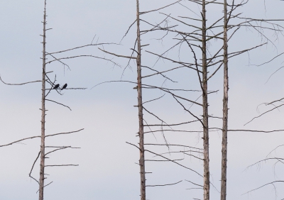 <i class='fa fa-user'></i>&nbsp;sieb&nbsp;|   Zwarte Kraai&nbsp; <i class='fa fa-eye'>&nbsp;372</i> &nbsp;<i class='fa fa-thumbs-up'>&nbsp;3</i> &nbsp; <i class='fa fa-comment-o'>&nbsp;7</i>