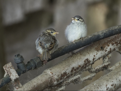 <i class='fa fa-user'></i>&nbsp;vanmarle&nbsp;|   Huismus&nbsp; <i class='fa fa-eye'>&nbsp;259</i> &nbsp;<i class='fa fa-thumbs-up'>&nbsp;1</i> &nbsp; <i class='fa fa-comment-o'>&nbsp;2</i>