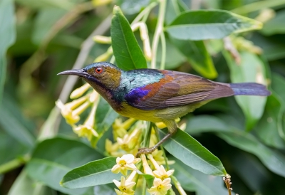 <i class='fa fa-user'></i>&nbsp;charlysax&nbsp;|   Bruinkeelhoningzuiger&nbsp; <i class='fa fa-eye'>&nbsp;242</i> &nbsp;<i class='fa fa-thumbs-up'>&nbsp;1</i> &nbsp; <i class='fa fa-comment-o'>&nbsp;6</i>