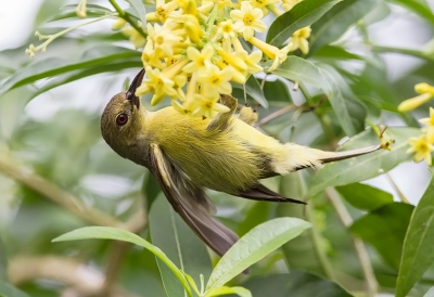 <i class='fa fa-user'></i>&nbsp;charlysax&nbsp;|   Bruinkeelhoningzuiger&nbsp; <i class='fa fa-eye'>&nbsp;233</i> &nbsp; <i class='fa fa-comment-o'>&nbsp;7</i>