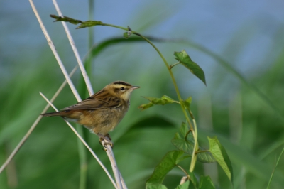 Wachtend op een paartje steltkluten, verscheen dit prachtvogeltje plots uit het riet en deed alsof we er niet waren.