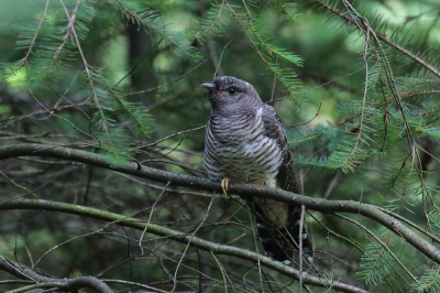 <i class='fa fa-user'></i>&nbsp;hjstukker&nbsp;|   Koekoek&nbsp; <i class='fa fa-eye'>&nbsp;269</i> &nbsp;<i class='fa fa-thumbs-up'>&nbsp;2</i> &nbsp; <i class='fa fa-comment-o'>&nbsp;2</i>