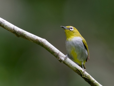 <i class='fa fa-user'></i>&nbsp;Paul van Giersbergen&nbsp;|   Everetts Brilvogel&nbsp; <i class='fa fa-eye'>&nbsp;190</i> &nbsp; <i class='fa fa-comment-o'>&nbsp;5</i>