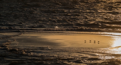 <i class='fa fa-user'></i>&nbsp;arnold merckx&nbsp;|   Kokmeeuw&nbsp; <i class='fa fa-eye'>&nbsp;364</i> &nbsp;<i class='fa fa-thumbs-up'>&nbsp;14</i> &nbsp; <i class='fa fa-comment-o'>&nbsp;13</i>