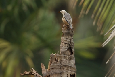 <i class='fa fa-user'></i>&nbsp;Martjan Lammertink&nbsp;|   Witkopspreeuw&nbsp; <i class='fa fa-eye'>&nbsp;285</i> &nbsp;<i class='fa fa-thumbs-up'>&nbsp;1</i> &nbsp; <i class='fa fa-comment-o'>&nbsp;8</i>