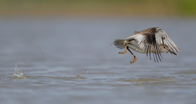 <i class='fa fa-user'></i>&nbsp;Henk Laverman&nbsp;|   Tureluur&nbsp; <i class='fa fa-eye'>&nbsp;408</i> &nbsp; <i class='fa fa-comment-o'>&nbsp;7</i>