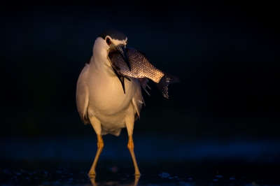 <i class='fa fa-user'></i>&nbsp;birdman&nbsp;|   Kwak&nbsp; <i class='fa fa-eye'>&nbsp;735</i> &nbsp;<i class='fa fa-thumbs-up'>&nbsp;8</i> &nbsp; <i class='fa fa-comment-o'>&nbsp;18</i>