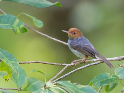 <i class='fa fa-user'></i>&nbsp;Paul van Giersbergen&nbsp;|   Grijze Snijdervogel&nbsp; <i class='fa fa-eye'>&nbsp;183</i> &nbsp; <i class='fa fa-comment-o'>&nbsp;3</i>