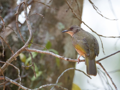 <i class='fa fa-user'></i>&nbsp;Paul van Giersbergen&nbsp;|   Maleise Buulbuul&nbsp; <i class='fa fa-eye'>&nbsp;179</i> &nbsp; <i class='fa fa-comment-o'>&nbsp;1</i>