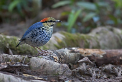 <i class='fa fa-user'></i>&nbsp;charlysax&nbsp;|   Blauwe Pitta&nbsp; <i class='fa fa-eye'>&nbsp;294</i> &nbsp;<i class='fa fa-thumbs-up'>&nbsp;4</i> &nbsp; <i class='fa fa-comment-o'>&nbsp;5</i>