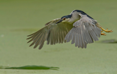 Genoten van de kwak in Alphen aan den Rijn. Hier heb ik gewacht dat de kwak opvloog