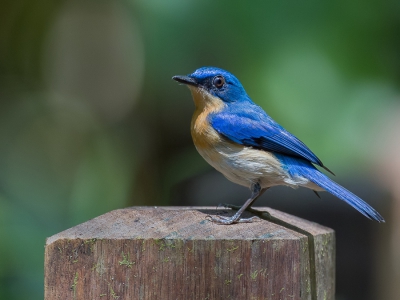 <i class='fa fa-user'></i>&nbsp;Paul van Giersbergen&nbsp;|   Maleise Niltava&nbsp; <i class='fa fa-eye'>&nbsp;204</i> &nbsp; <i class='fa fa-comment-o'>&nbsp;2</i>