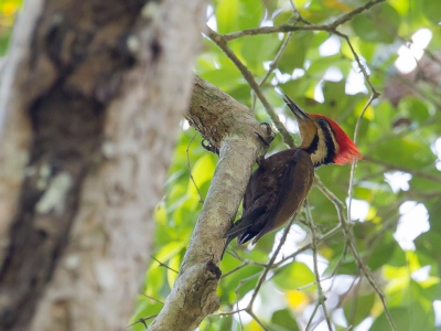 <i class='fa fa-user'></i>&nbsp;Paul van Giersbergen&nbsp;|   Olijfbuikspecht&nbsp; <i class='fa fa-eye'>&nbsp;235</i> &nbsp;<i class='fa fa-thumbs-up'>&nbsp;1</i> &nbsp; <i class='fa fa-comment-o'>&nbsp;3</i>