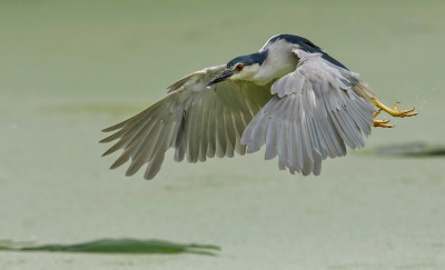 <i class='fa fa-user'></i>&nbsp;Ltown&nbsp;|   Kwak&nbsp; <i class='fa fa-eye'>&nbsp;572</i> &nbsp;<i class='fa fa-thumbs-up'>&nbsp;8</i> &nbsp; <i class='fa fa-comment-o'>&nbsp;18</i>