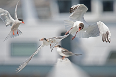 <i class='fa fa-user'></i>&nbsp;Peter Stam&nbsp;|   Kokmeeuw&nbsp; <i class='fa fa-eye'>&nbsp;366</i> &nbsp;<i class='fa fa-thumbs-up'>&nbsp;4</i> &nbsp; <i class='fa fa-comment-o'>&nbsp;10</i>