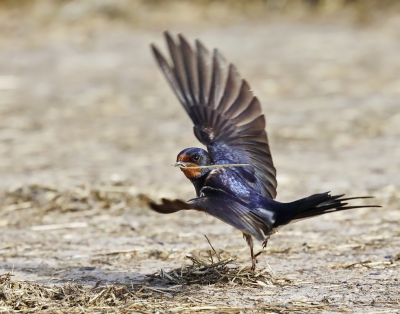 <i class='fa fa-user'></i>&nbsp;loek van de Leur&nbsp;|   Boerenzwaluw&nbsp; <i class='fa fa-eye'>&nbsp;259</i> &nbsp; <i class='fa fa-comment-o'>&nbsp;4</i>