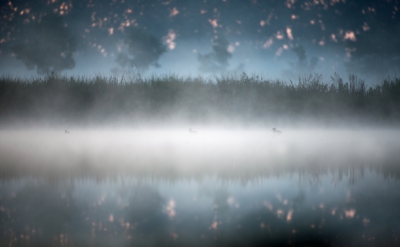 <i class='fa fa-user'></i>&nbsp;LeerdammerKees&nbsp;|   Kuifeend&nbsp; <i class='fa fa-eye'>&nbsp;814</i> &nbsp;<i class='fa fa-thumbs-up'>&nbsp;25</i> &nbsp; <i class='fa fa-comment-o'>&nbsp;22</i>