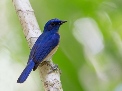 <i class='fa fa-user'></i>&nbsp;Paul van Giersbergen&nbsp;|   Maleise Niltava&nbsp; <i class='fa fa-eye'>&nbsp;215</i> &nbsp; <i class='fa fa-comment-o'>&nbsp;5</i>