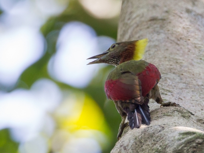 <i class='fa fa-user'></i>&nbsp;Paul van Giersbergen&nbsp;|   Vlekkeelspecht&nbsp; <i class='fa fa-eye'>&nbsp;251</i> &nbsp; <i class='fa fa-comment-o'>&nbsp;2</i>