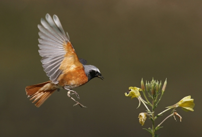 <i class='fa fa-user'></i>&nbsp;Gejo Wassink&nbsp;|   Gekraagde Roodstaart&nbsp; <i class='fa fa-eye'>&nbsp;1385</i> &nbsp;<i class='fa fa-thumbs-up'>&nbsp;39</i> &nbsp; <i class='fa fa-comment-o'>&nbsp;43</i>