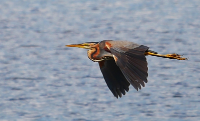 Puperreiger vliegt over het water in mijn richting , was redelijk zonnig weer , ben benieuwd wat anderen vinden van de kwaliteit
