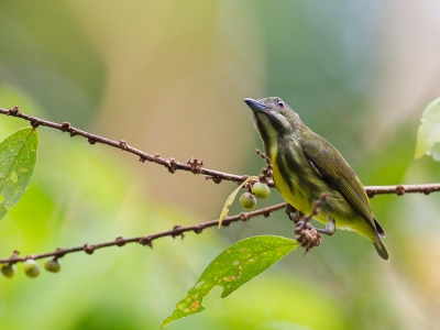 <i class='fa fa-user'></i>&nbsp;Paul van Giersbergen&nbsp;|   Geelbuikhoningvogel&nbsp; <i class='fa fa-eye'>&nbsp;180</i> &nbsp; <i class='fa fa-comment-o'>&nbsp;0</i>