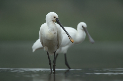 <i class='fa fa-user'></i>&nbsp;Ton D�pp&nbsp;|   Lepelaar&nbsp; <i class='fa fa-eye'>&nbsp;415</i> &nbsp;<i class='fa fa-thumbs-up'>&nbsp;2</i> &nbsp; <i class='fa fa-comment-o'>&nbsp;8</i>