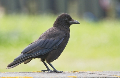 Deze opdracht was toch veel lastiger dan gedacht. Mijn eerste twee plannen (Raaf en Roek) zijn jammerlijk mislukt. Nadat ik eindelijk een mooie plek met Kauwtjes ontdekt had, waar ik dagenlang, soms wel een paar uur per dag bezig was met het wachten op en/of het fotograferen van de Kauwtjes, kreeg ik onverwachts deze Zwarte Kraai in het zicht. Dus daar heel voorzichtig heen gegaan. En daar heb ik er dan toch een van uitgekozen voor deze MO, i.p.v. een Kauwtje.