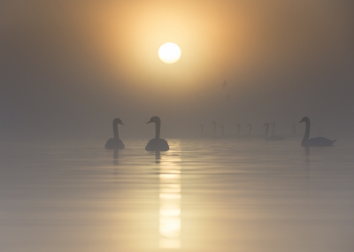 <i class='fa fa-user'></i>&nbsp;LeerdammerKees&nbsp;|   Knobbelzwaan&nbsp; <i class='fa fa-eye'>&nbsp;917</i> &nbsp;<i class='fa fa-thumbs-up'>&nbsp;36</i> &nbsp; <i class='fa fa-comment-o'>&nbsp;23</i>