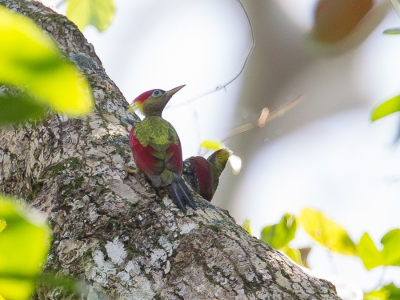 <i class='fa fa-user'></i>&nbsp;Paul van Giersbergen&nbsp;|   Vuurvleugelspecht&nbsp; <i class='fa fa-eye'>&nbsp;218</i> &nbsp; <i class='fa fa-comment-o'>&nbsp;3</i>