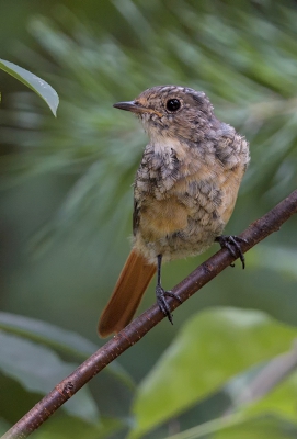 <i class='fa fa-user'></i>&nbsp;Henk Laverman&nbsp;|   Gekraagde Roodstaart&nbsp; <i class='fa fa-eye'>&nbsp;286</i> &nbsp; <i class='fa fa-comment-o'>&nbsp;5</i>