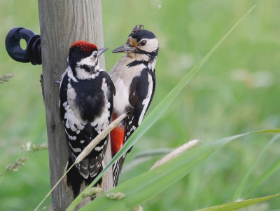 <i class='fa fa-user'></i>&nbsp;Rob Belterman&nbsp;|   Grote Bonte Specht&nbsp; <i class='fa fa-eye'>&nbsp;514</i> &nbsp;<i class='fa fa-thumbs-up'>&nbsp;6</i> &nbsp; <i class='fa fa-comment-o'>&nbsp;15</i>