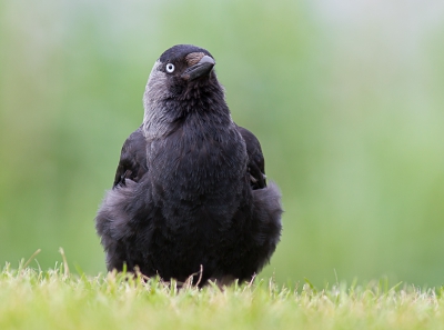 <i class='fa fa-user'></i>&nbsp;hansgans&nbsp;|   Kauw&nbsp; <i class='fa fa-eye'>&nbsp;174</i> &nbsp;<i class='fa fa-thumbs-up'>&nbsp;6</i> &nbsp; <i class='fa fa-comment-o'>&nbsp;10</i>