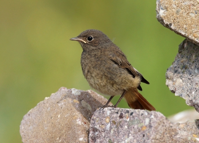 <i class='fa fa-user'></i>&nbsp;Nanno Kranenborg&nbsp;|   Zwarte Roodstaart&nbsp; <i class='fa fa-eye'>&nbsp;202</i> &nbsp; <i class='fa fa-comment-o'>&nbsp;5</i>