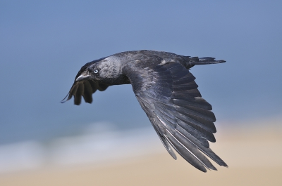 <i class='fa fa-user'></i>&nbsp;Gosse&nbsp;|   Kauw&nbsp; <i class='fa fa-eye'>&nbsp;280</i> &nbsp;<i class='fa fa-thumbs-up'>&nbsp;8</i> &nbsp; <i class='fa fa-comment-o'>&nbsp;10</i>