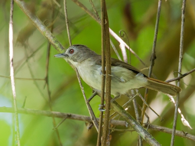 <i class='fa fa-user'></i>&nbsp;Paul van Giersbergen&nbsp;|   Snortwijgtimalia&nbsp; <i class='fa fa-eye'>&nbsp;168</i> &nbsp; <i class='fa fa-comment-o'>&nbsp;2</i>