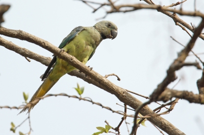 <i class='fa fa-user'></i>&nbsp;Martjan Lammertink&nbsp;|   Malabarparkiet&nbsp; <i class='fa fa-eye'>&nbsp;198</i> &nbsp; <i class='fa fa-comment-o'>&nbsp;3</i>