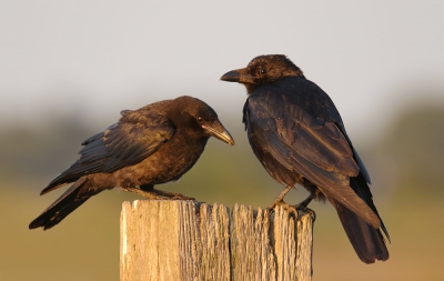 <i class='fa fa-user'></i>&nbsp;thijsglastra&nbsp;|   Zwarte Kraai&nbsp; <i class='fa fa-eye'>&nbsp;235</i> &nbsp;<i class='fa fa-thumbs-up'>&nbsp;6</i> &nbsp; <i class='fa fa-comment-o'>&nbsp;10</i>