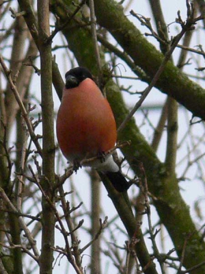 Het is mijn eerste foto op birdpix. Het is mischien niet 1 van de beste maar was er wel blij mee. Hoop nog erg veel te leren de komende tijd(ook van jullie reacties).